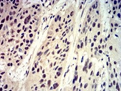 4EBP1 Antibody (1E2E7) - BSA Free, Novus Biologicals 0.1 ml; Unconjugated:Antibodies,